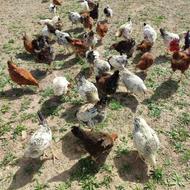 فروش جوجه مرغ محلی نزدیک تخم گذاری