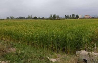 فروش زمین کشاورزی 3000 متر در نظام آباد