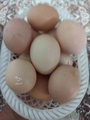 تخم مرغ محلی در گروه خرید و فروش ورزش فرهنگ فراغت در تهران در شیپور-عکس1