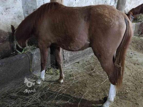 نگهداری پانسیون اسبها در گروه خرید و فروش خدمات و کسب و کار در زنجان در شیپور-عکس1
