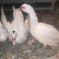اردک اسرائیلی نر سفید فروشی
