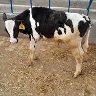 گوساله نر قطع شیر صنعتی
