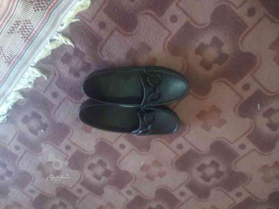 کفش نو نو یک بار هم استفاده نشده در گروه خرید و فروش لوازم شخصی در مازندران در شیپور-عکس1