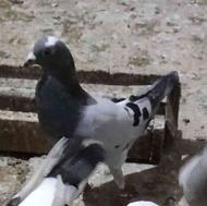 گمشده کبوتر پلاکی در حومه سوادکوه