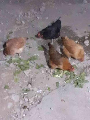 فروش 4عدد مرغ رسمی در گروه خرید و فروش ورزش فرهنگ فراغت در البرز در شیپور-عکس1