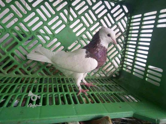 فروش فوری دو عدد کبوتر طوقی نر در گروه خرید و فروش ورزش فرهنگ فراغت در مازندران در شیپور-عکس1