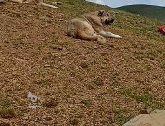 سگ نر گمشده در گروه خرید و فروش خدمات و کسب و کار در آذربایجان غربی در شیپور-عکس1