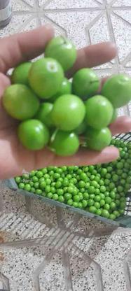 فروش:گوجه سبز در گروه خرید و فروش خدمات و کسب و کار در خراسان رضوی در شیپور-عکس1