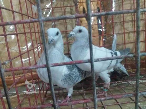 کبوترپرنده کفترشامی در گروه خرید و فروش ورزش فرهنگ فراغت در خراسان رضوی در شیپور-عکس1