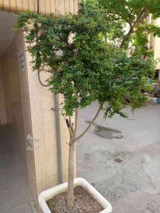 3 عدد درختچه مناسب آپارتمان و ویلا در گروه خرید و فروش لوازم خانگی در اصفهان در شیپور-عکس1