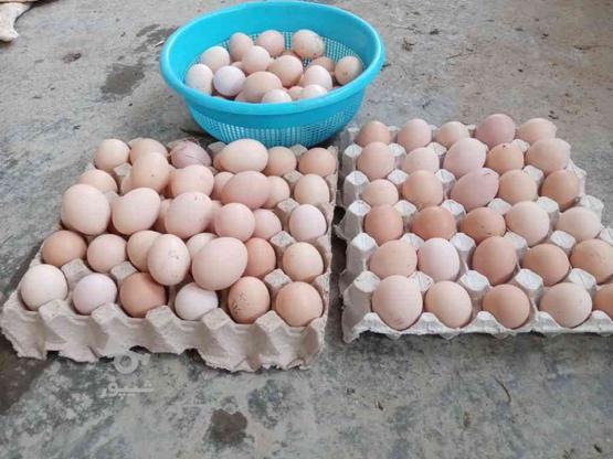 تخم مرغ نطفه دار محلی اصیل در گروه خرید و فروش ورزش فرهنگ فراغت در مازندران در شیپور-عکس1