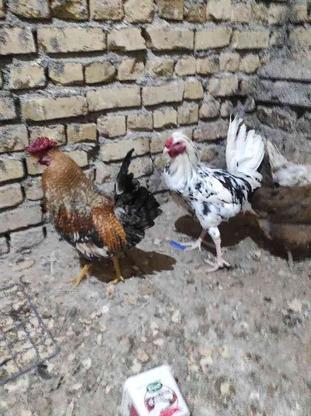 مرغ و خروس گلین در گروه خرید و فروش ورزش فرهنگ فراغت در خراسان رضوی در شیپور-عکس1