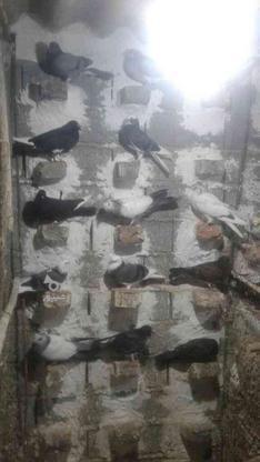 کبوترپرشی عالی در گروه خرید و فروش ورزش فرهنگ فراغت در مازندران در شیپور-عکس1