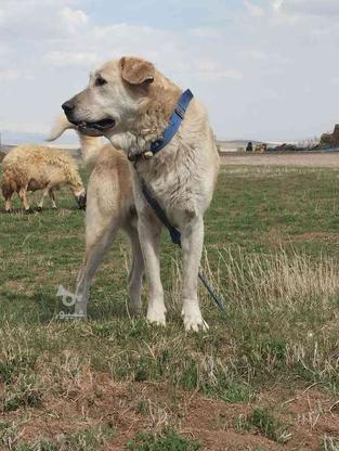 سگ عراقی 2ساله در گروه خرید و فروش ورزش فرهنگ فراغت در آذربایجان شرقی در شیپور-عکس1