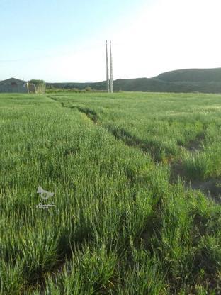 زمین مناسب کشاورزی در گروه خرید و فروش املاک در آذربایجان شرقی در شیپور-عکس1