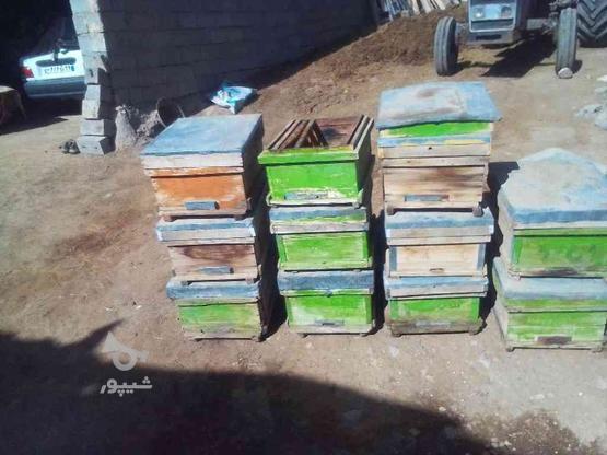 14عدد جعبه زنبور عسل در گروه خرید و فروش صنعتی، اداری و تجاری در آذربایجان شرقی در شیپور-عکس1
