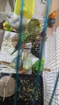 7عدد مرغ عشق نژاد دار در گروه خرید و فروش ورزش فرهنگ فراغت در گلستان در شیپور-عکس1