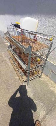 قفس نگهداری بلدرچین و پرندگان در گروه خرید و فروش صنعتی، اداری و تجاری در مازندران در شیپور-عکس1
