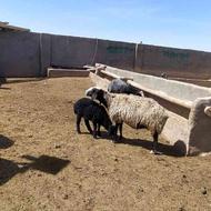 فروش گوسفند اصیل شال