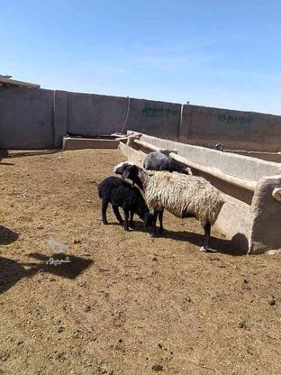 فروش گوسفند اصیل شال در گروه خرید و فروش ورزش فرهنگ فراغت در کرمانشاه در شیپور-عکس1