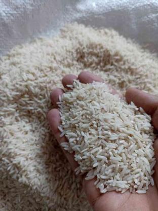 برنج سالم طارم دم سیاه در گروه خرید و فروش خدمات و کسب و کار در گلستان در شیپور-عکس1