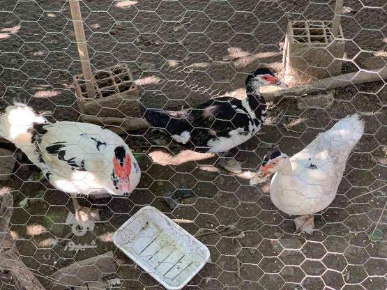 اردک خارجی تخم گذار در گروه خرید و فروش ورزش فرهنگ فراغت در گلستان در شیپور-عکس1