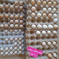 فروش تخم های نطفه دار زینتی