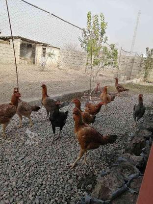 مرغ های لاری در گروه خرید و فروش ورزش فرهنگ فراغت در گلستان در شیپور-عکس1