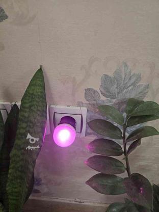 لامپ رشد گیاه در گروه خرید و فروش لوازم الکترونیکی در خراسان رضوی در شیپور-عکس1
