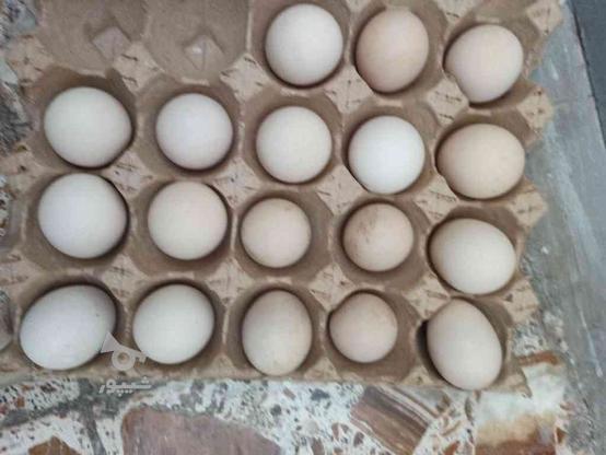 تخم مرغ لاری در گروه خرید و فروش ورزش فرهنگ فراغت در گلستان در شیپور-عکس1