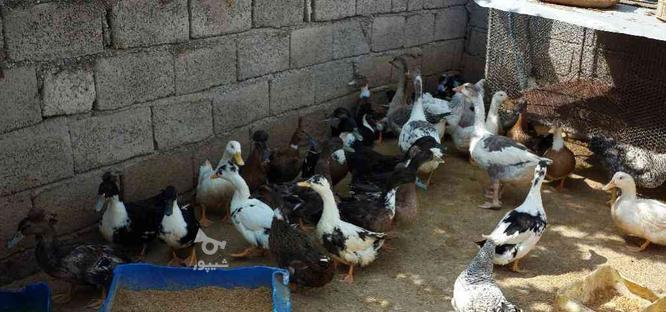 اردک کاکلی سالم در گروه خرید و فروش ورزش فرهنگ فراغت در مازندران در شیپور-عکس1