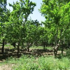 400 متر باغ سرسبز در کردزار شهریار