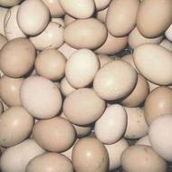 تخم مرغ محلی و اردک خارجی