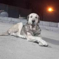 واگذاری سگ از نسل شیته عراقی