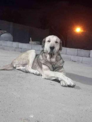 واگذاری سگ از نسل شیته عراقی در گروه خرید و فروش ورزش فرهنگ فراغت در آذربایجان شرقی در شیپور-عکس1