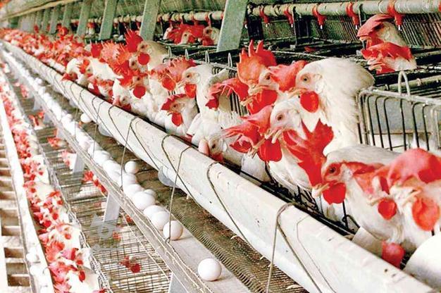 تجهیزات مرغداری در گروه خرید و فروش صنعتی، اداری و تجاری در گلستان در شیپور-عکس1