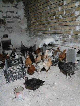 جوجه مرغ تخمی محلی واکسن خورده در گروه خرید و فروش ورزش فرهنگ فراغت در خراسان رضوی در شیپور-عکس1