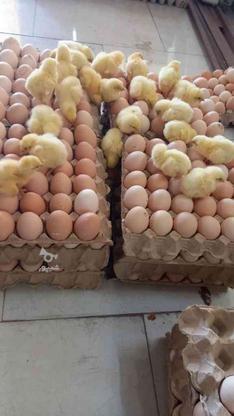 فروش انواع جوجه ها وتخم مرغ و جوجه گوشتی در گروه خرید و فروش ورزش فرهنگ فراغت در مازندران در شیپور-عکس1