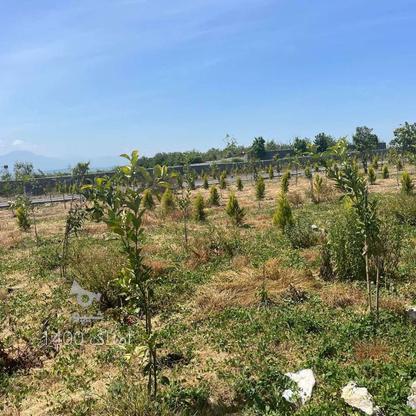 فروش زمین سرمایه گذاری 200 متر آماده ساخت در گروه خرید و فروش املاک در مازندران در شیپور-عکس1