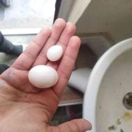 خاهان تخم خراب کبوتر