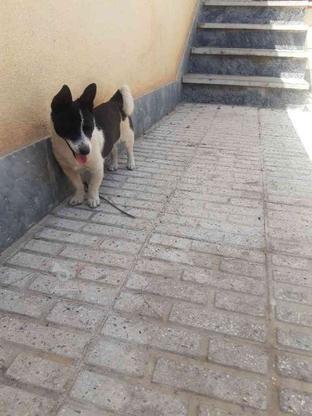 سگ پا کوتا 6ماهه واگذار در گروه خرید و فروش ورزش فرهنگ فراغت در زنجان در شیپور-عکس1
