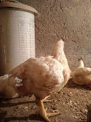 مرغ زنده گوشتی ارگانیک و سالم در گروه خرید و فروش ورزش فرهنگ فراغت در گلستان در شیپور-عکس1