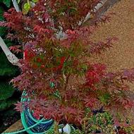 درخت افرا زینتی افرا سلطنتی قرمز 5 ساله