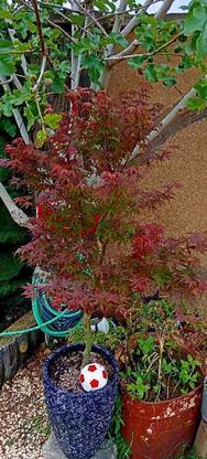 درخت افرا زینتی افرا سلطنتی قرمز 5 ساله در گروه خرید و فروش لوازم خانگی در اصفهان در شیپور-عکس1