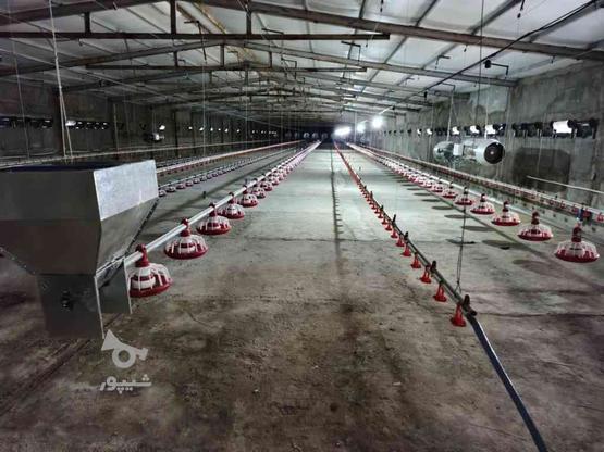 تجهیزات مرغداری گوشتی و تخمگذار در گروه خرید و فروش صنعتی، اداری و تجاری در قزوین در شیپور-عکس1