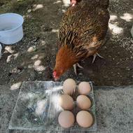 مرغ محلی تخم گذار