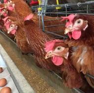مرغ تخم گذار گلپایگانی ارگانیک
