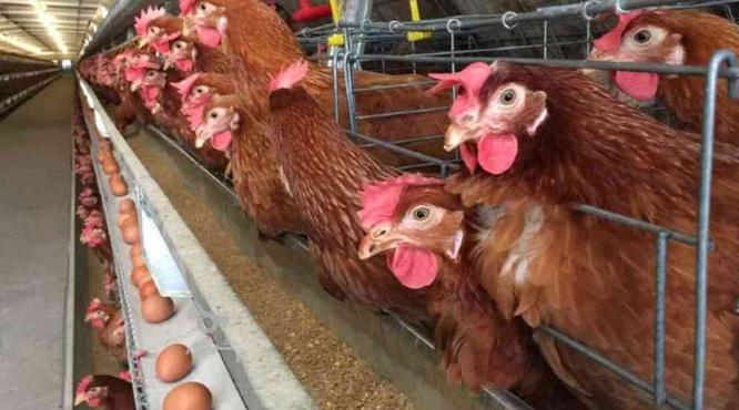 مرغ تخم گذار گلپایگانی ارگانیک در گروه خرید و فروش ورزش فرهنگ فراغت در مازندران در شیپور-عکس1