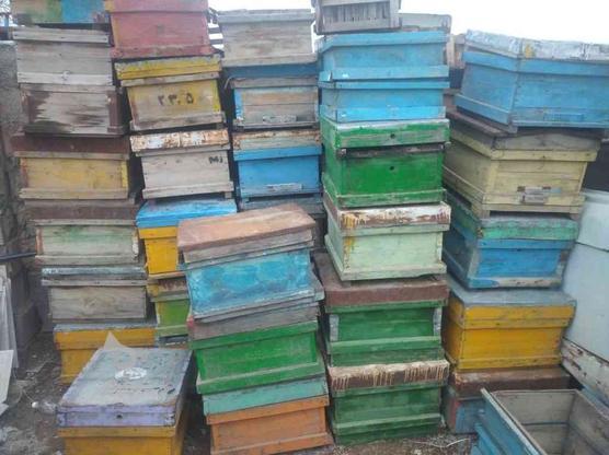 جعبه کندوی زنبور عسل در گروه خرید و فروش صنعتی، اداری و تجاری در آذربایجان شرقی در شیپور-عکس1