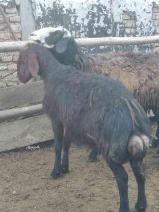 دو راس گوسفند نر غزل افشار و شال در گروه خرید و فروش ورزش فرهنگ فراغت در مازندران در شیپور-عکس1